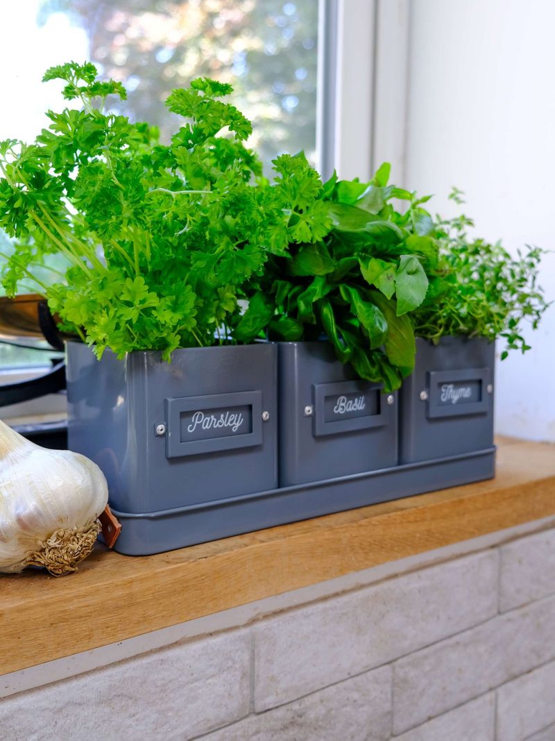 Choose the Right Herbs for Minnesota Indoor Conditions
