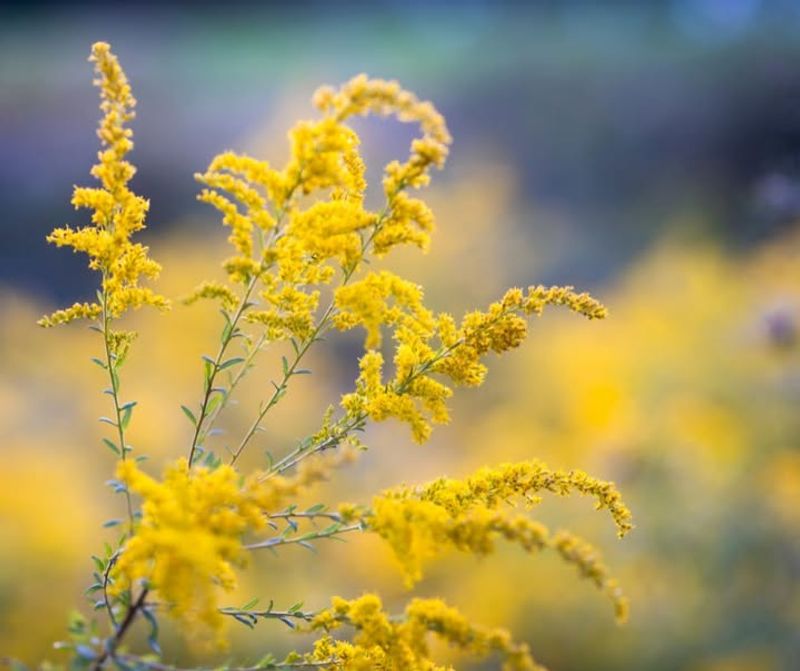 Goldenrod