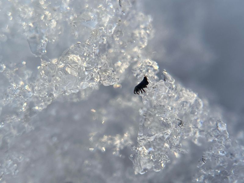 Their Spring-Like Jumping Mechanism Helps Them Escape Danger