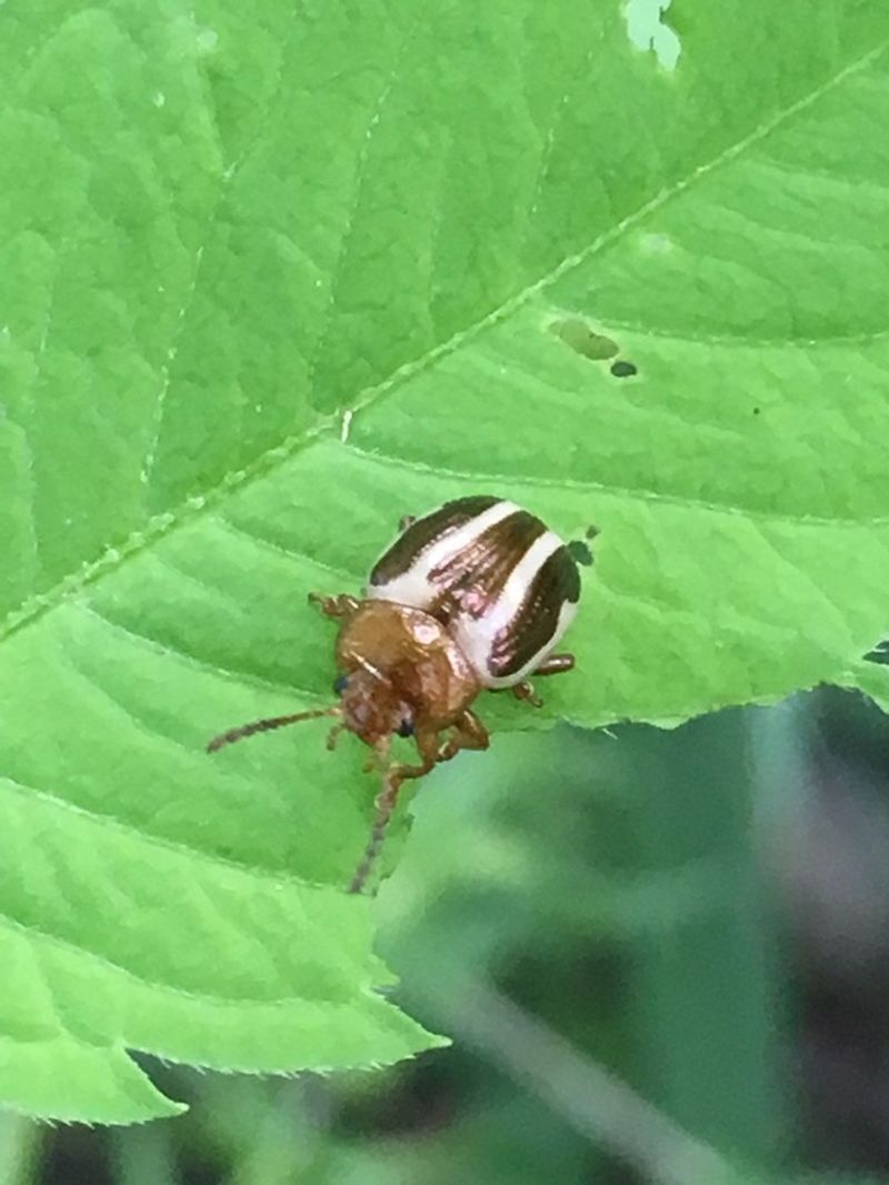 Urban And Suburban Areas Are Most At Risk