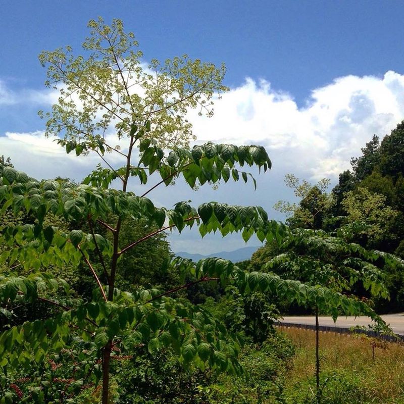 More Sunlight After Leaf Drop