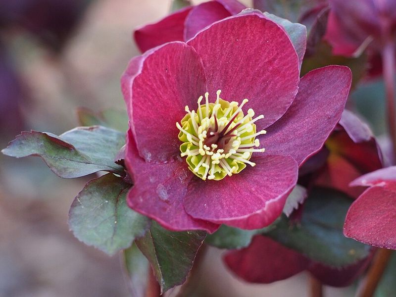 Rhododendron Species Botanical Garden