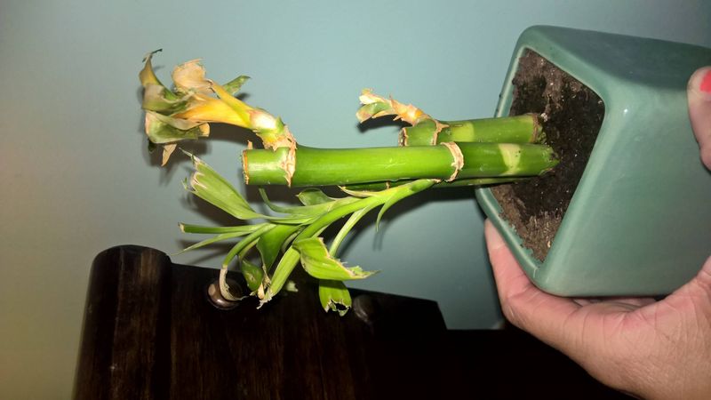 Ensure Proper Root Submersion Depth