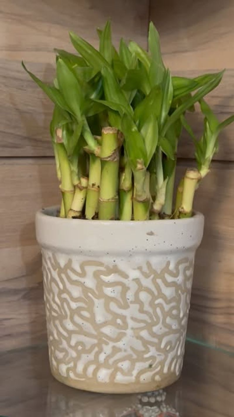 Understand Fertilizing Needs And Schedules