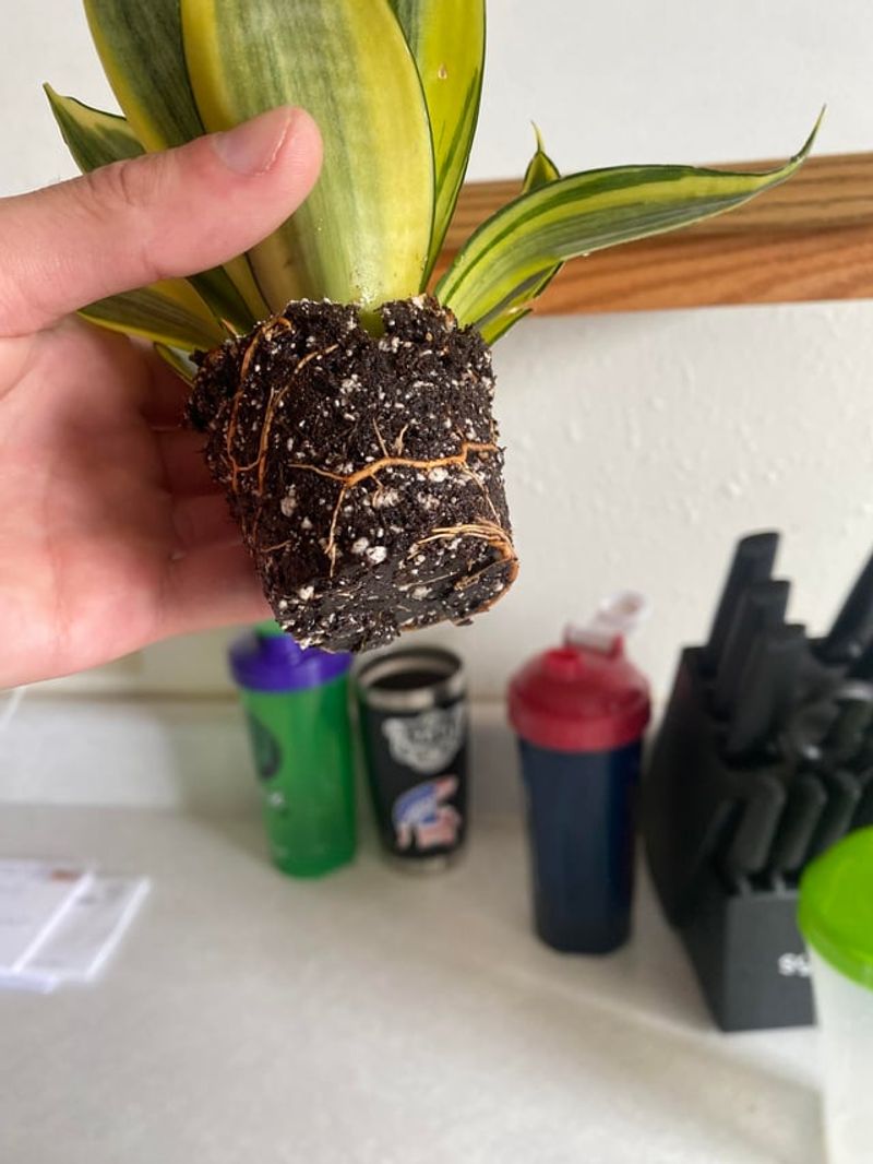 Avoid Repotting During Winter Months