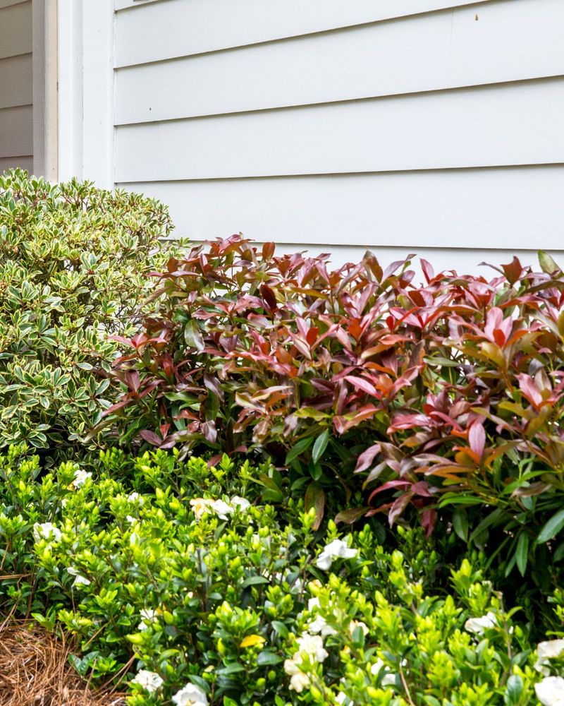 Timing For Perennials