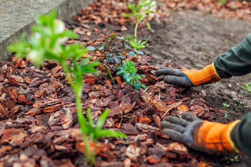 Refresh Mulch&mdash;But Don't Rush It