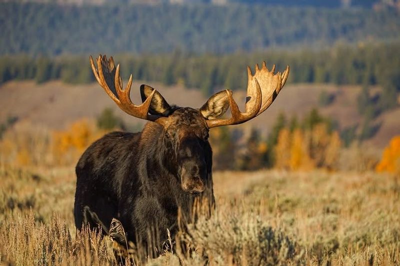 Contact Local Wildlife Authorities If Necessary