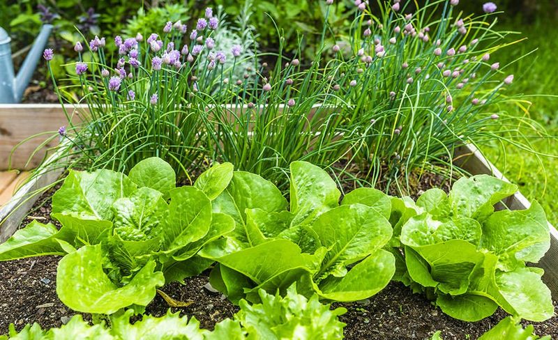 Stagger Small Plantings For Ongoing Fresh Salads