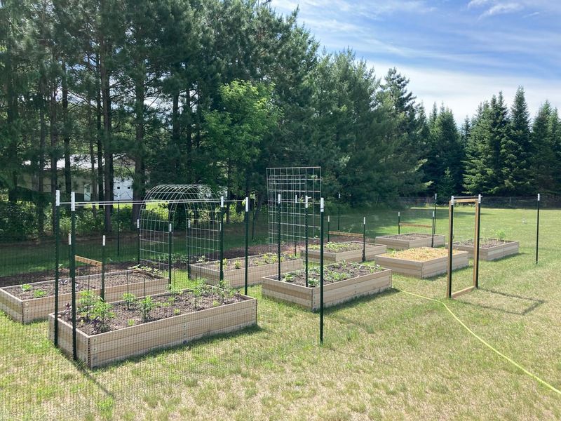 Plan Crop Rotations And Garden Layouts Early