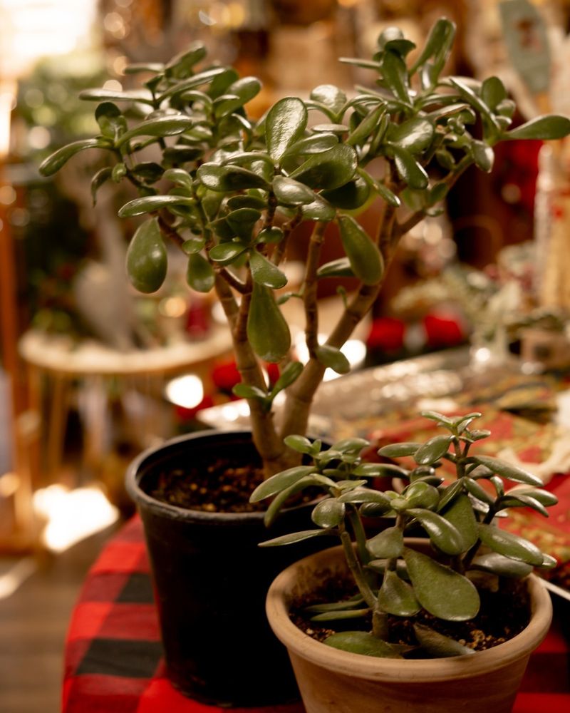 Feed Lightly During The Growing Season