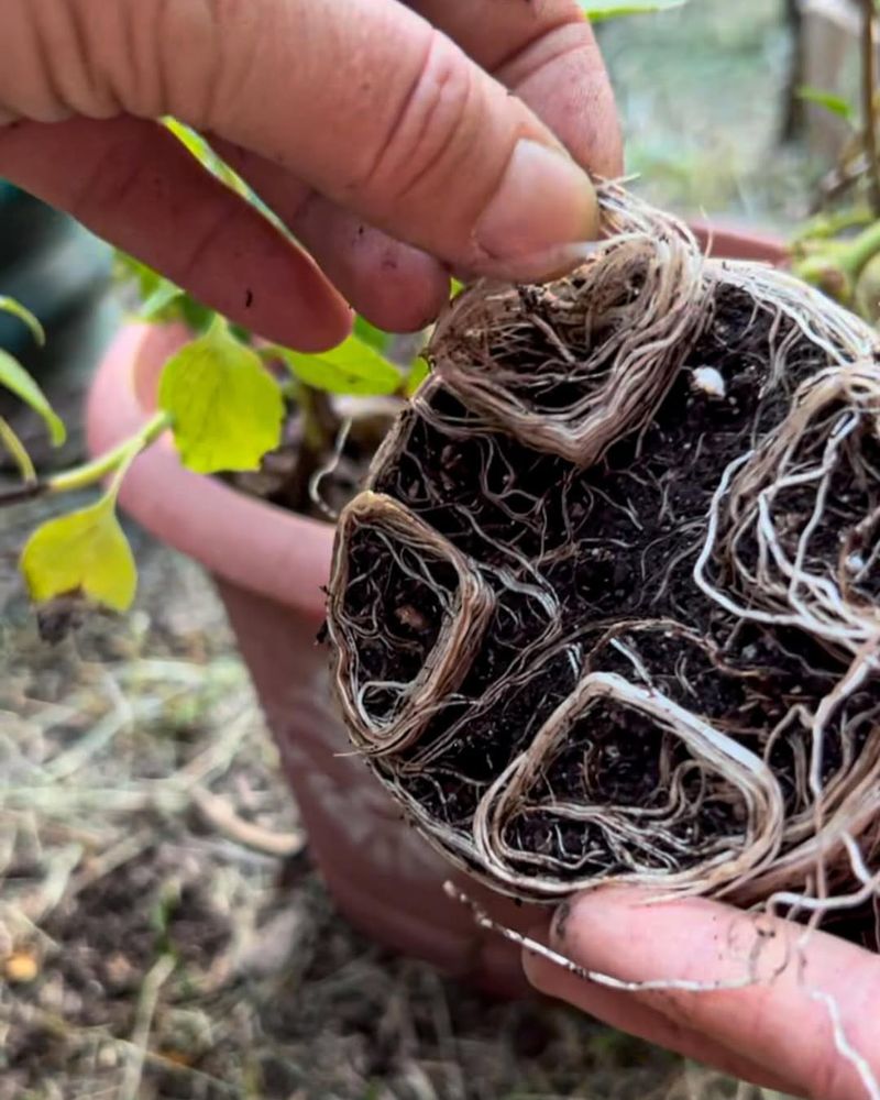 Transplant Before Roots Become Crowded