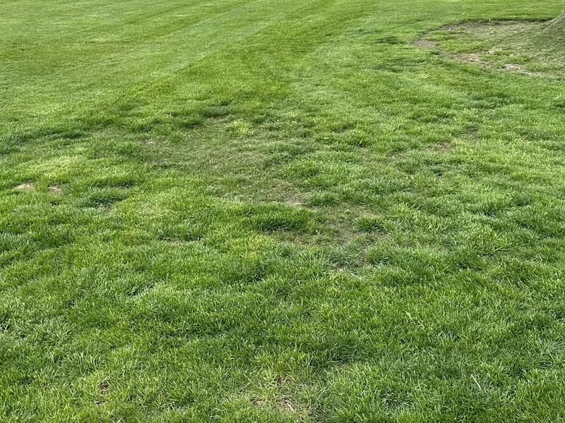 Notice How Quickly Grass Responds To Sun