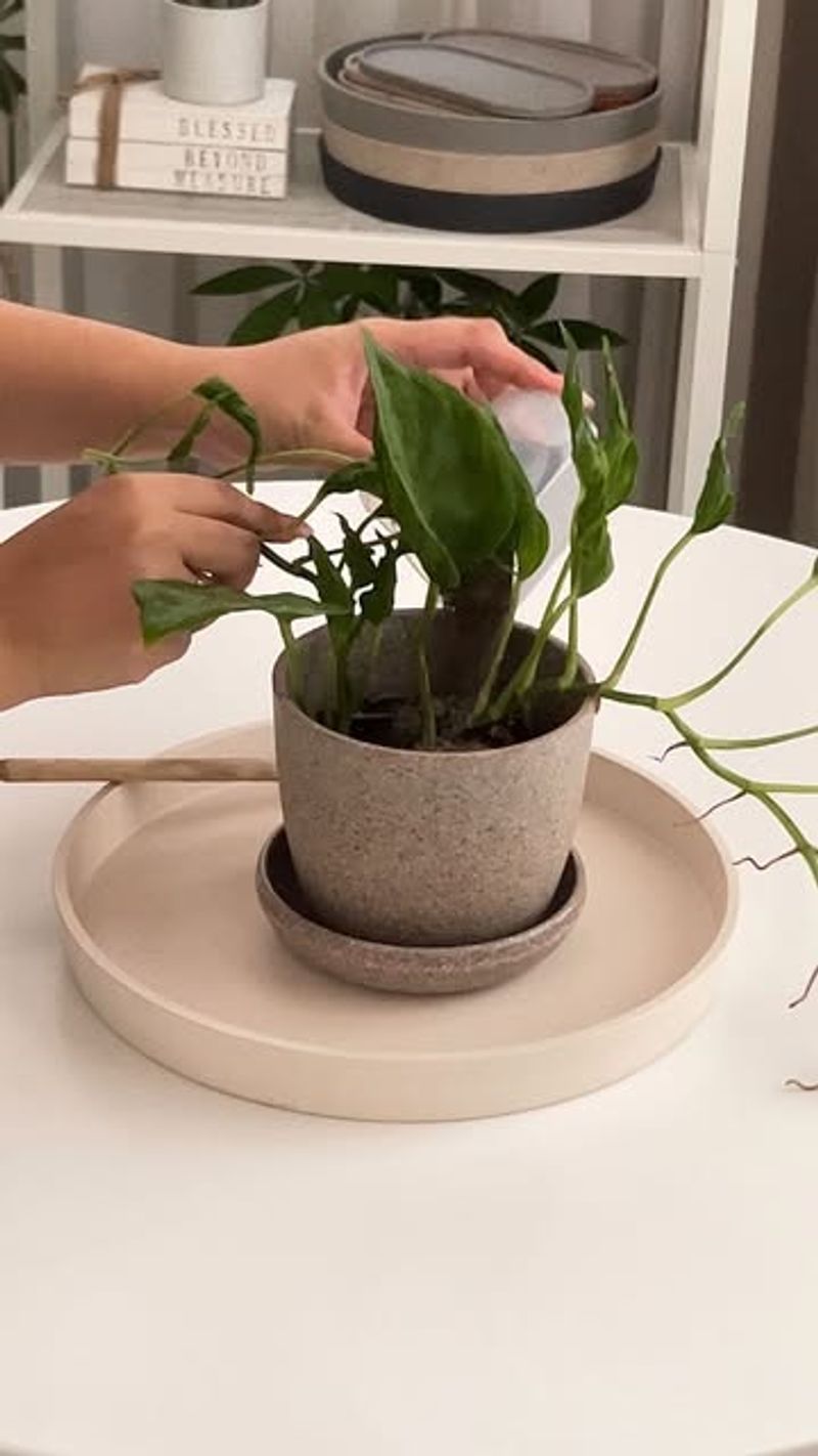 Avoid Repotting Unless Absolutely Necessary