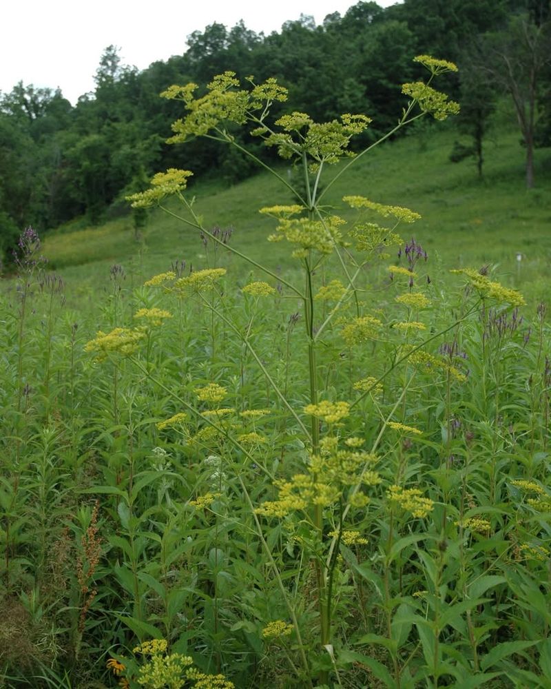 Wild Parsnip