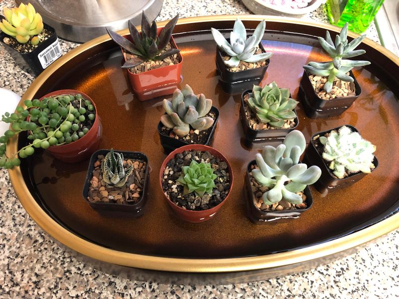 Water Early Morning for Best Results