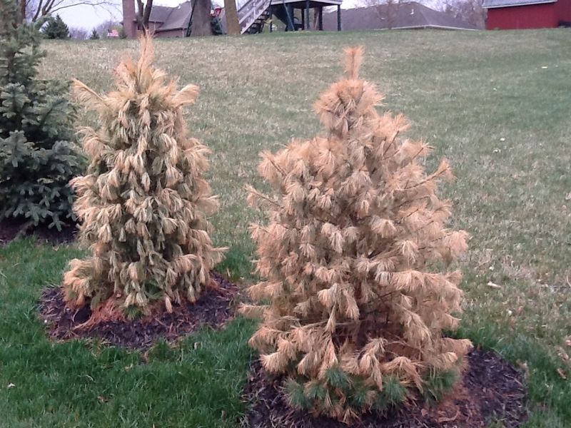 Evergreens Lose Moisture And Benefit Most From Winter Watering
