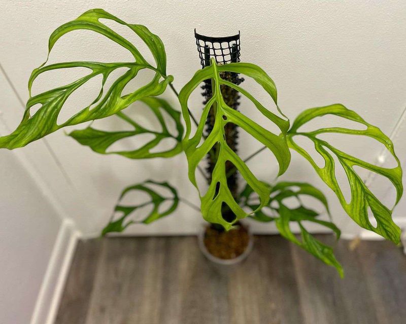 Provide Support For Climbing