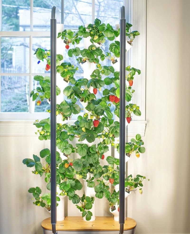 Rotate Plants To Encourage Even Growth