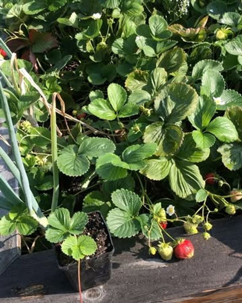 Harvest Often To Encourage More Berries