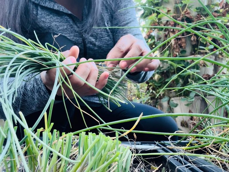 Fertilize Lightly For Maximum Growth