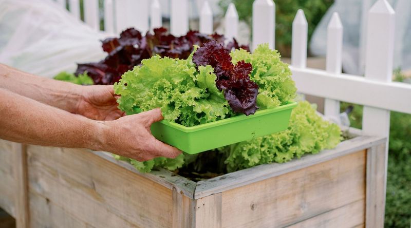 Harvest Regularly For Continuous Production