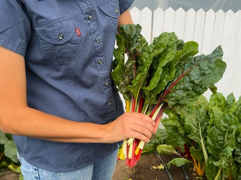 Fertilize Regularly To Encourage Strong Growth