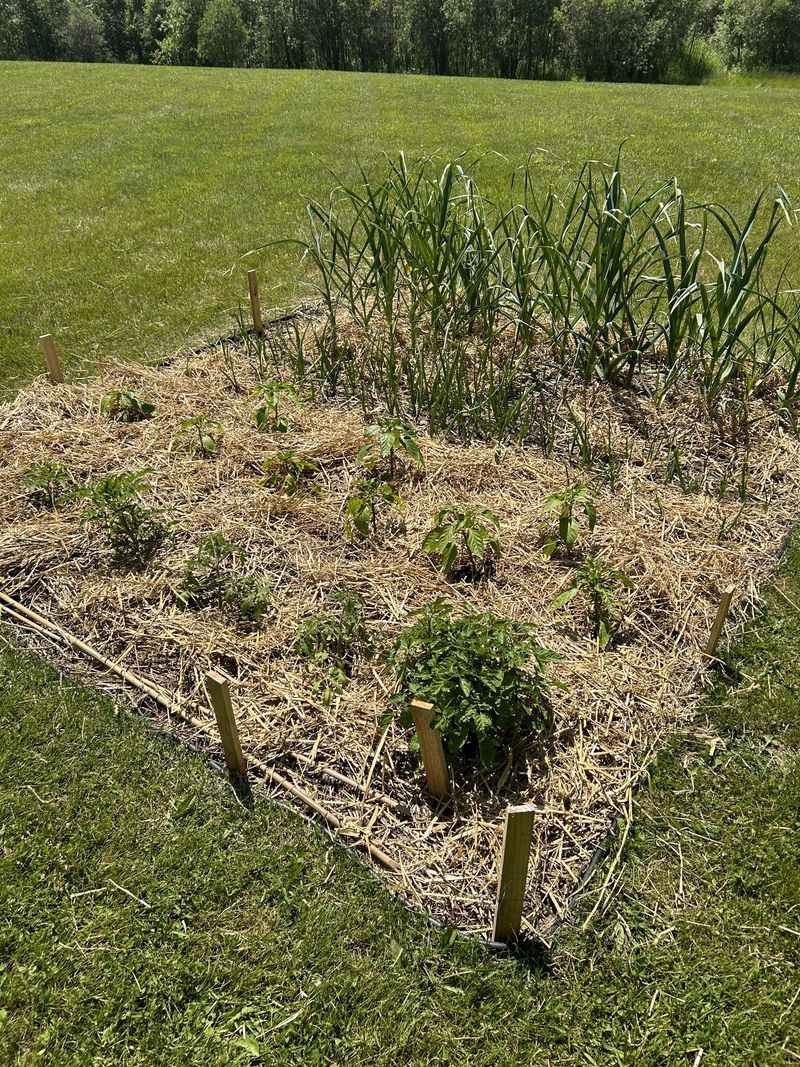 Mulch Early To Save Time Later