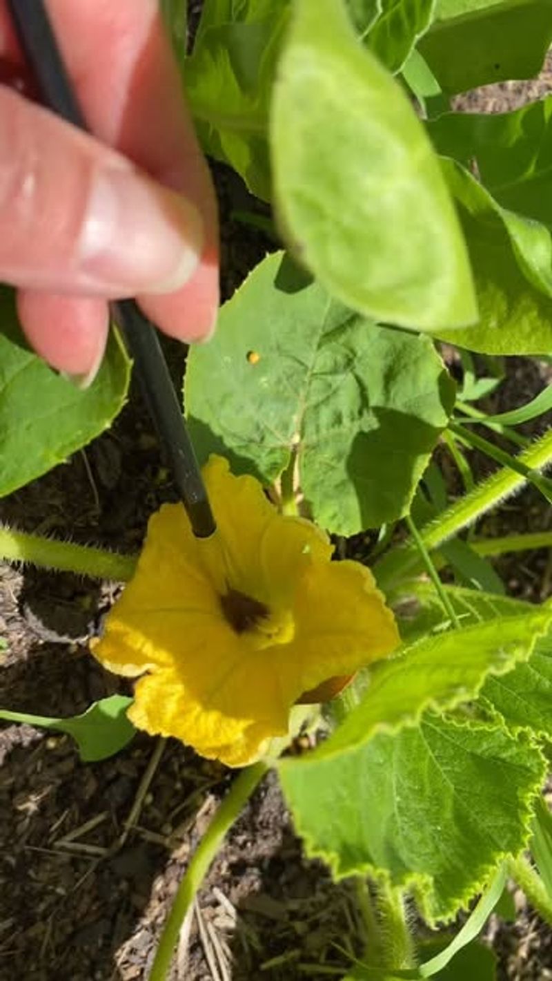 Hand-Pollinate Flowers for Fruit Production