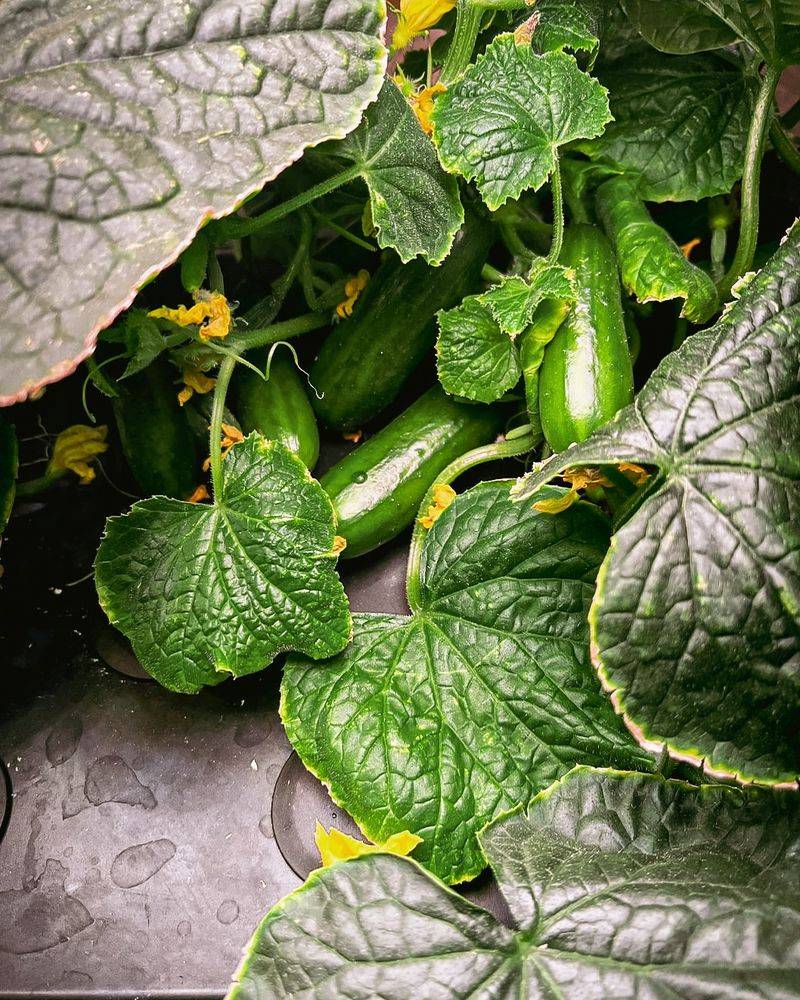 Maintain Warm Temperatures And Proper Humidity