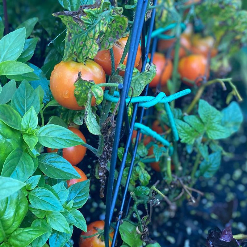 Provide Support for Tomato Plants Early On