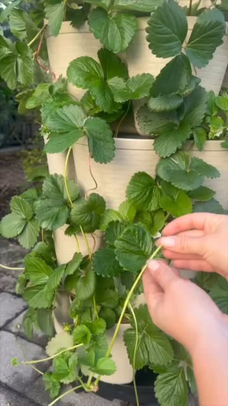 Remove Excess Runners To Focus Energy On Fruit Production