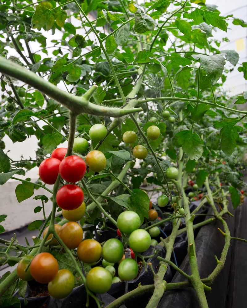 Feed With Balanced Nutrients