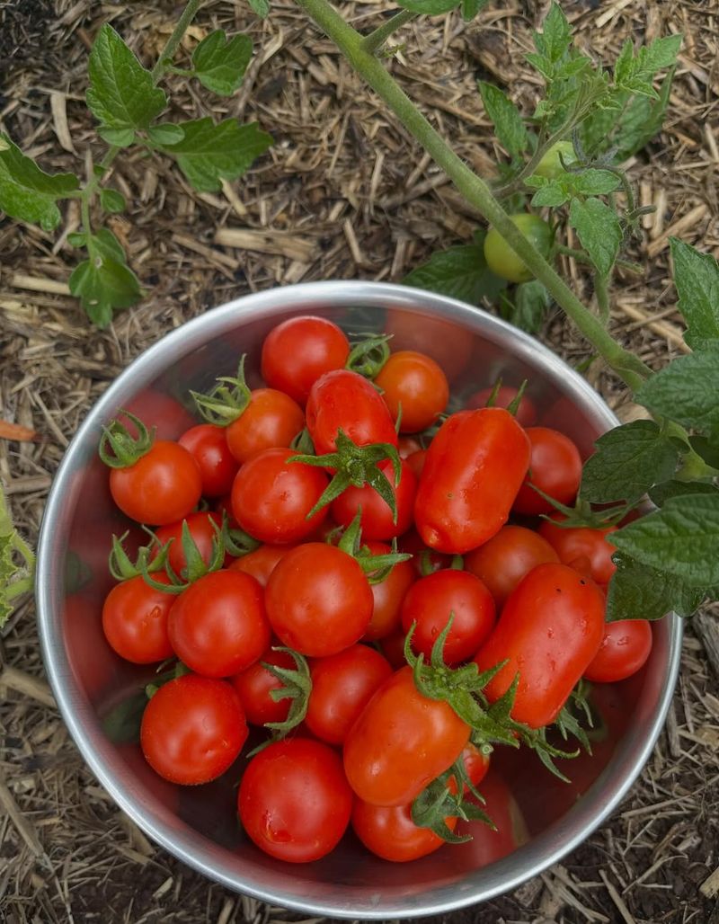 Feed Your Plants Regularly For Bigger Harvests