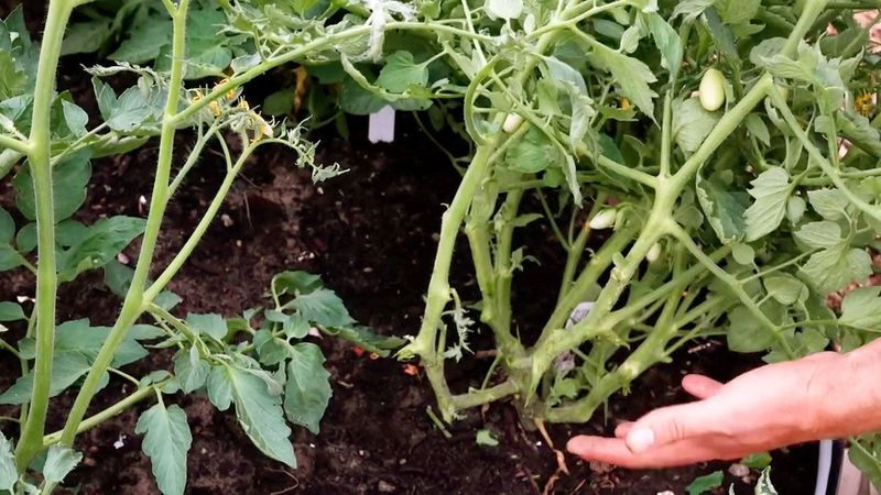 Prune Regularly To Improve Airflow And Growth