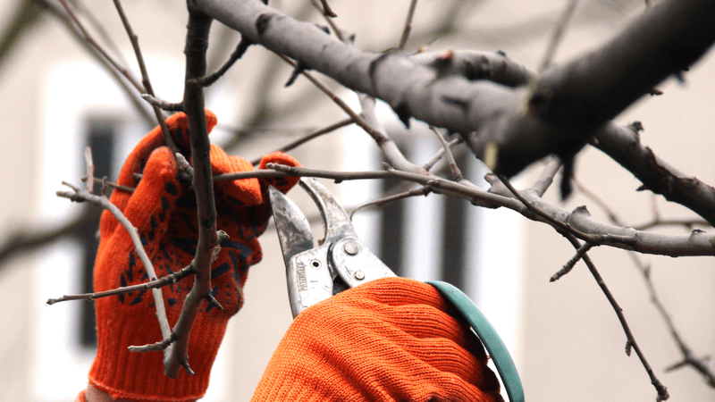 Prune Damaged Branches But Wait On Major Trimming