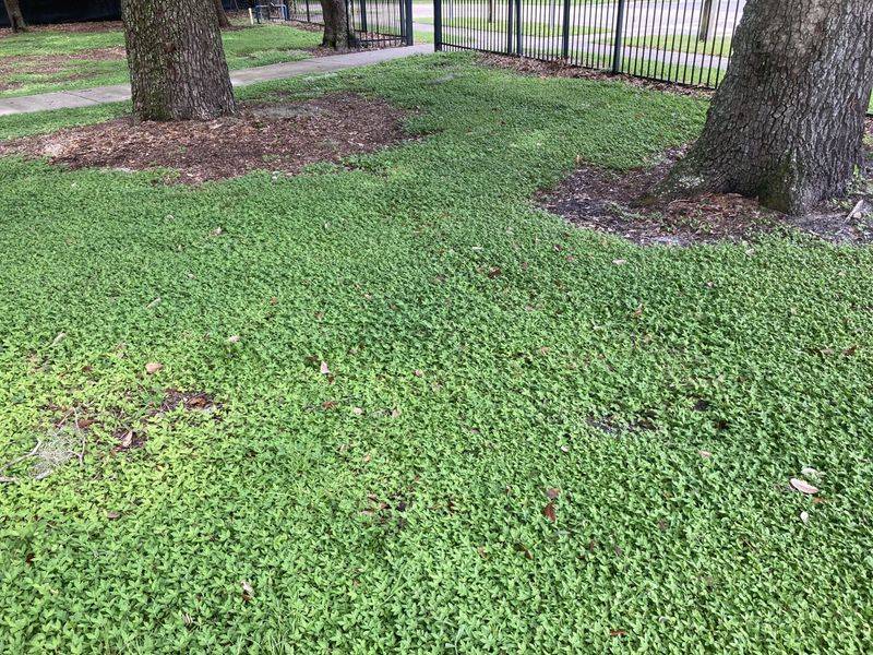 Let Groundcovers Replace High-Maintenance Lawns