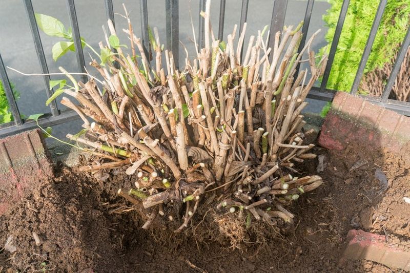 Plan And Prepare For Spring Planting Or Transplanting