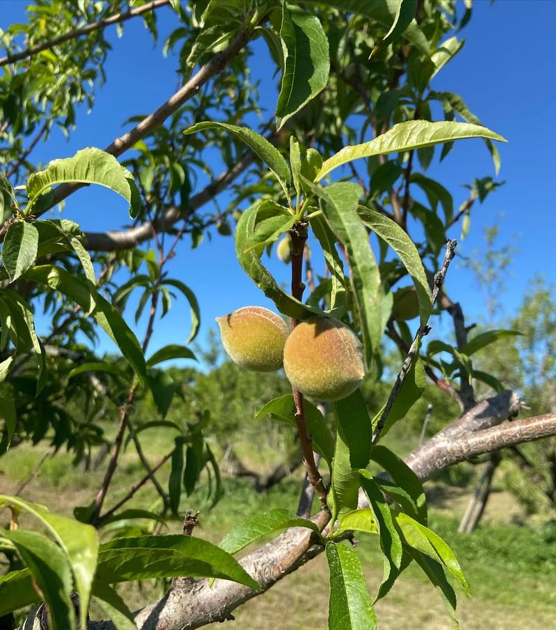 Apply Balanced Fertilizer At The Right Time