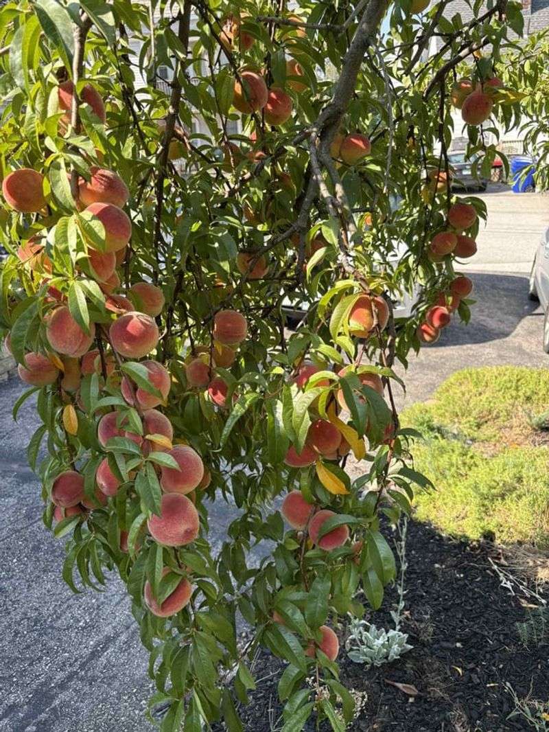 Feed Trees At The Right Time, Not Constantly