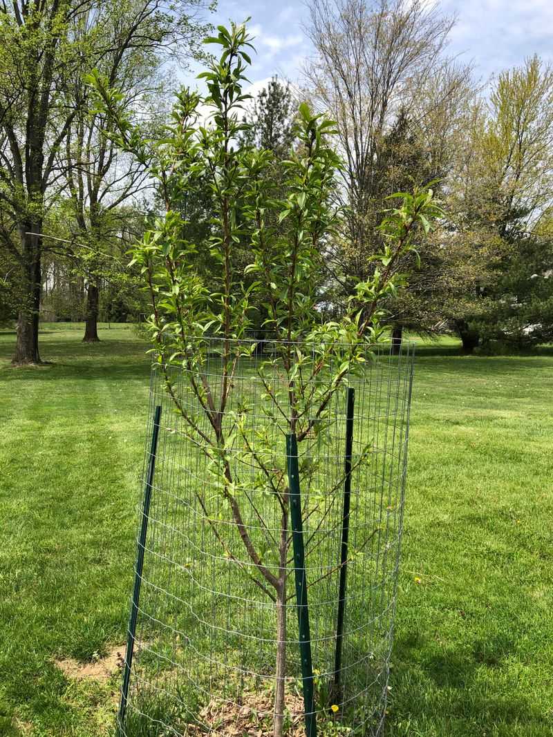 Prune For Sunlight And Airflow