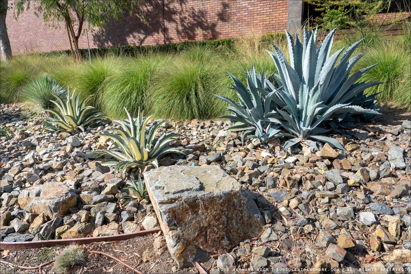 Keep Mulch Away From The Crown