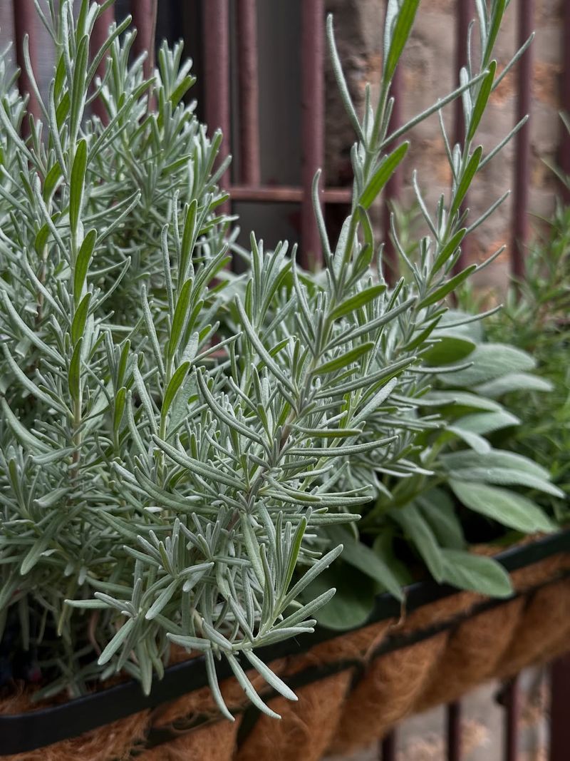 Give Each Plant Enough Space To Breathe