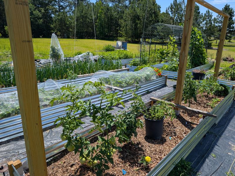 Rotate Crops To Reduce Soil-Borne Issues