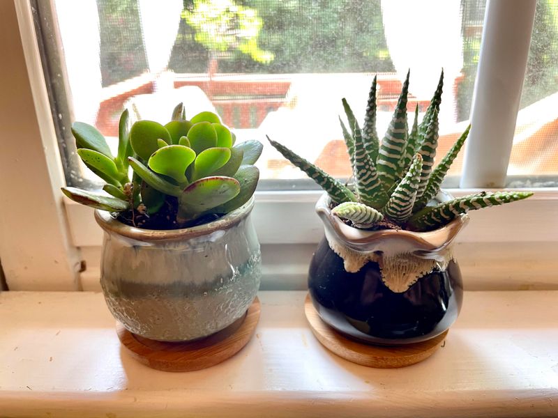 Avoid Getting Water on Succulent Leaves