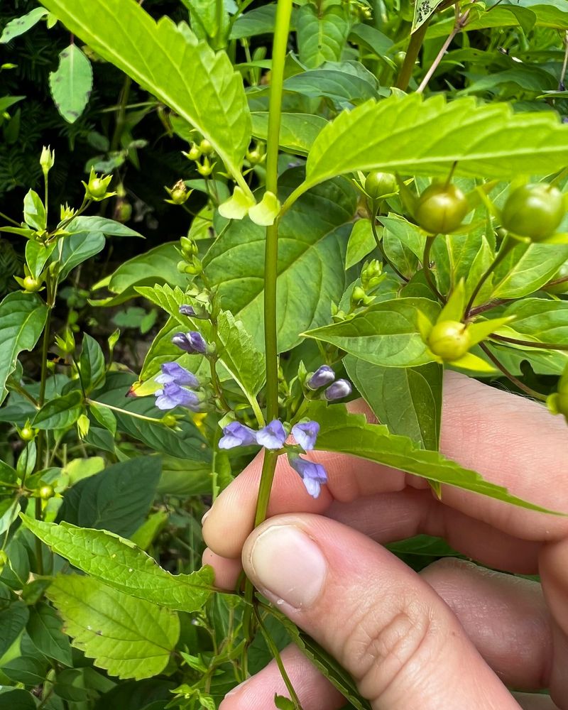 Non-Native Invasive Plants