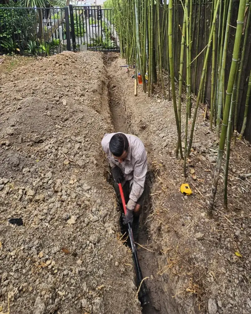 Invasive Bamboo Plantings