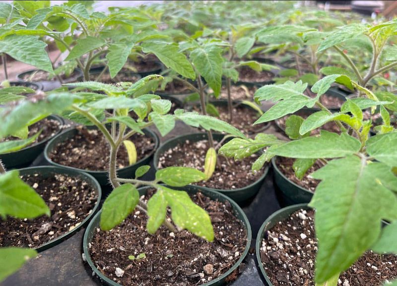 Provide Airflow To Build Strong Stems