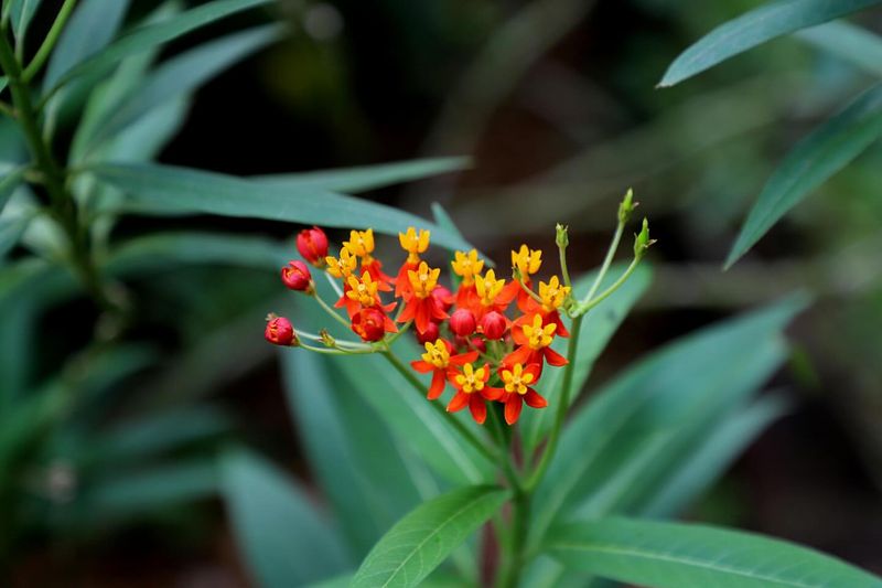 Tropical Milkweed