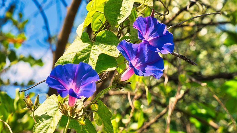 Certain Morning Glory Varieties